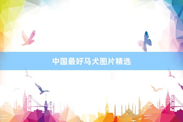 中国最好马犬图片精选